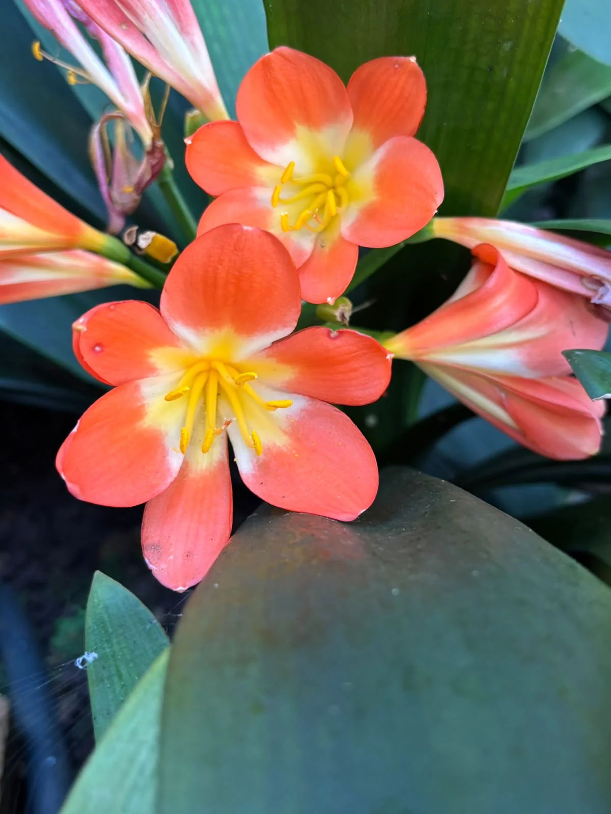 Rows of healthy potted clivia plants ready for collection