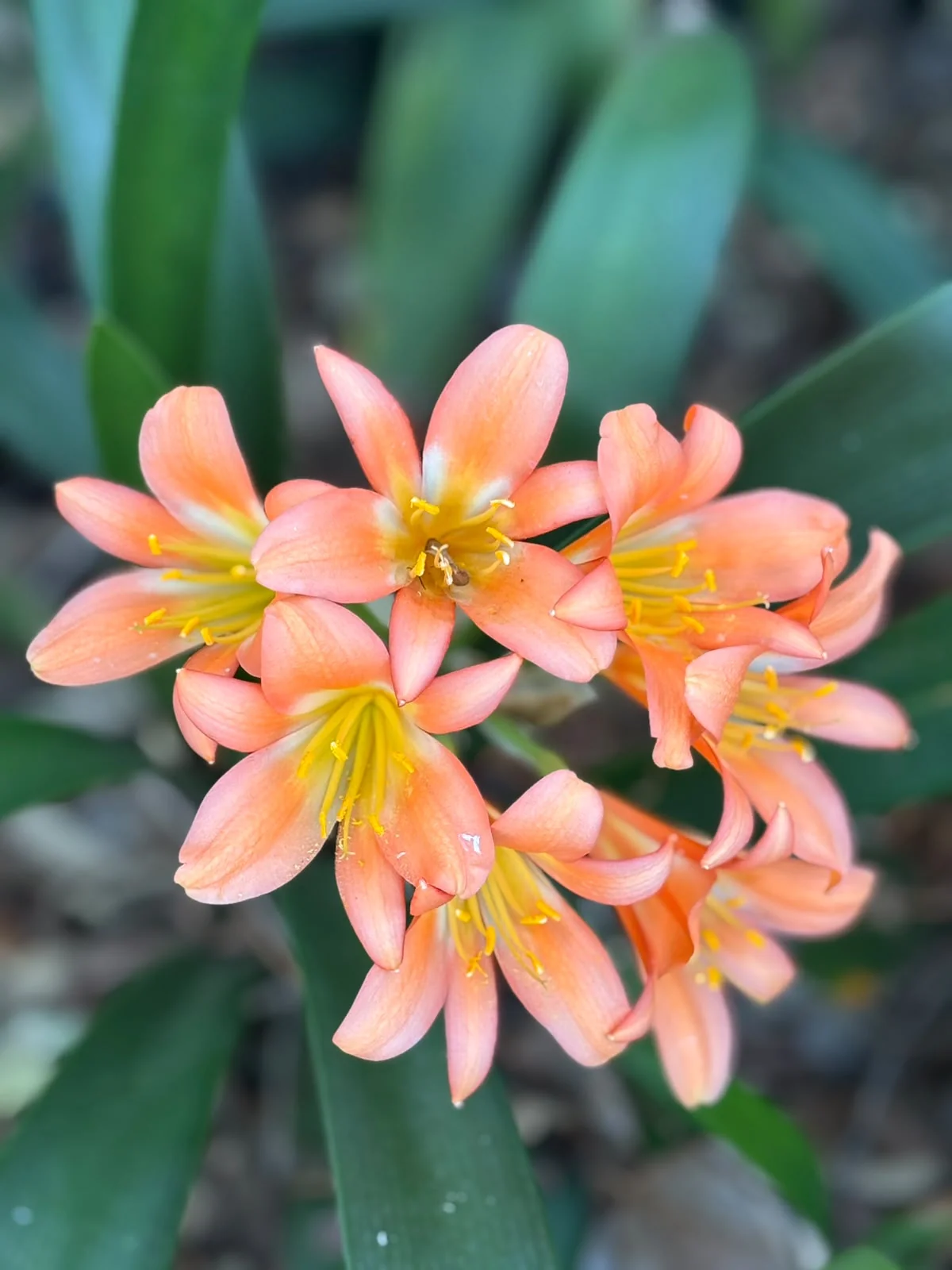 Wide view of clivia garden beds with walking paths between rows