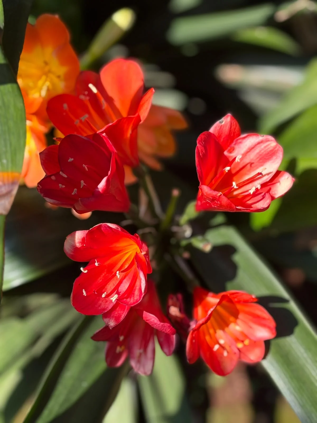 Soft peach coloured clivia gardenii cross flower detail